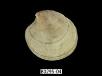 藏品(日本鏡文蛤)的圖片